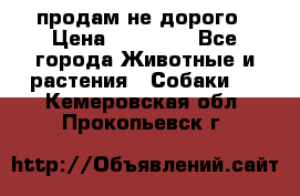 продам не дорого › Цена ­ 10 000 - Все города Животные и растения » Собаки   . Кемеровская обл.,Прокопьевск г.